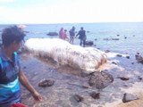 مخلوق غريب ضخم نافق يظهر على شواطئ الفلبين Strange Creature