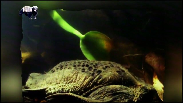 Incríveis Ataques de animais selvagens #054, Batalha de animais selvagens, Batalha animal, curiosidade animal, Animais