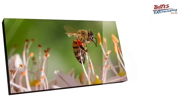 Bates Exterminating - Pest Control Services in The Village FL