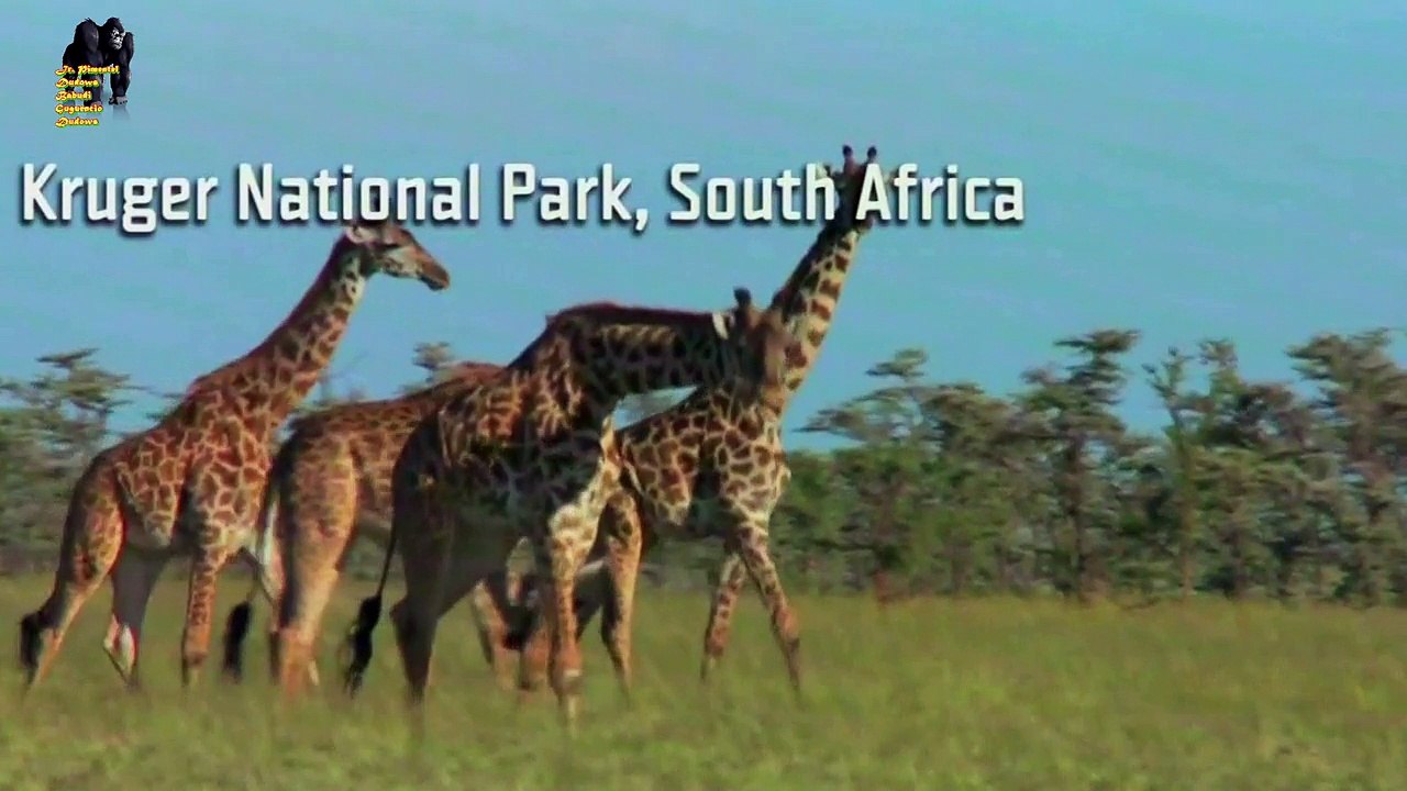 Incríveis Ataques de animais selvagens #906, Batalha de animais selvagens, Batalha animal, curiosidade animal,  Animais