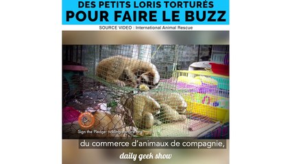 Voici pourquoi vous ne devriez plus partager des vidéos "mignonnes" de loris