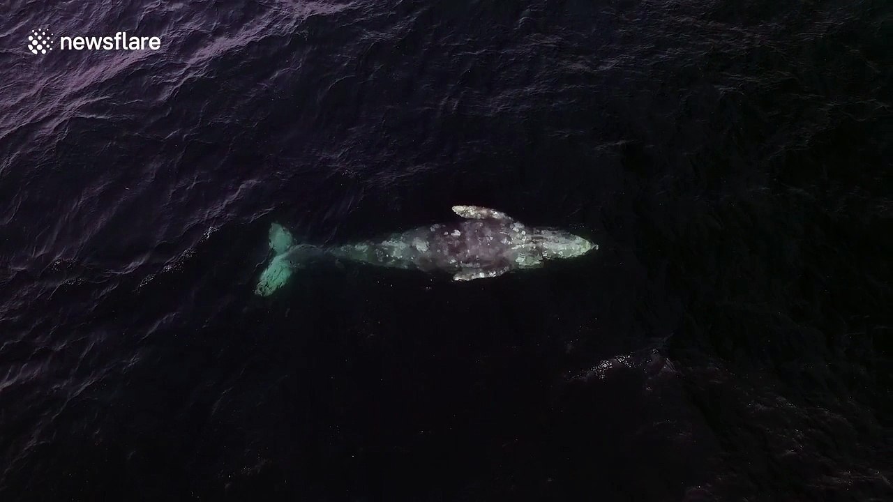 Grey whale swims upside down near Los Angeles