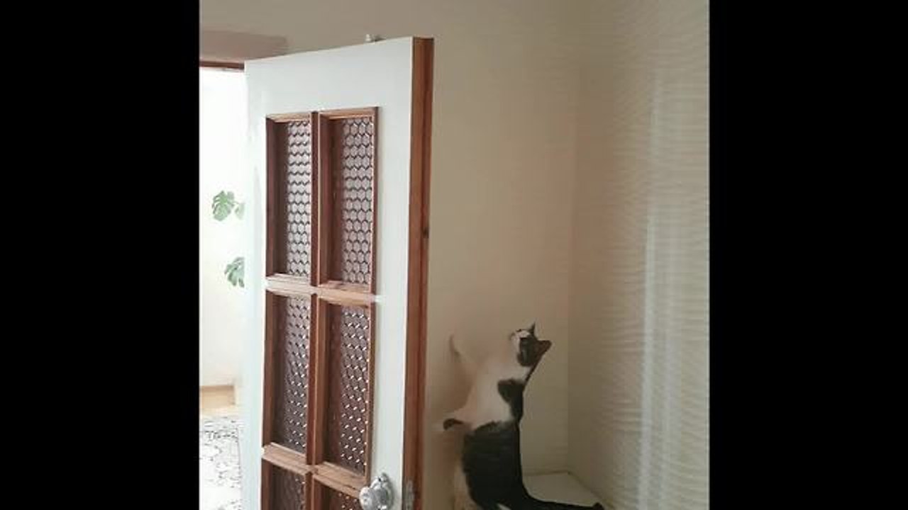 Cat gets mentally ready for challenging high jump