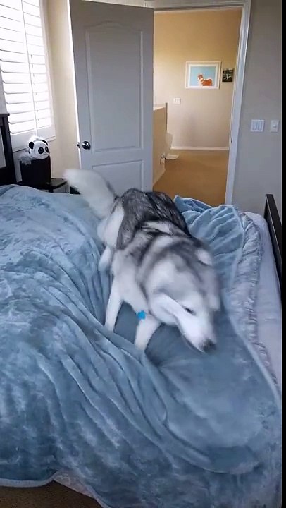 Hyper husky can't sit still for a second
