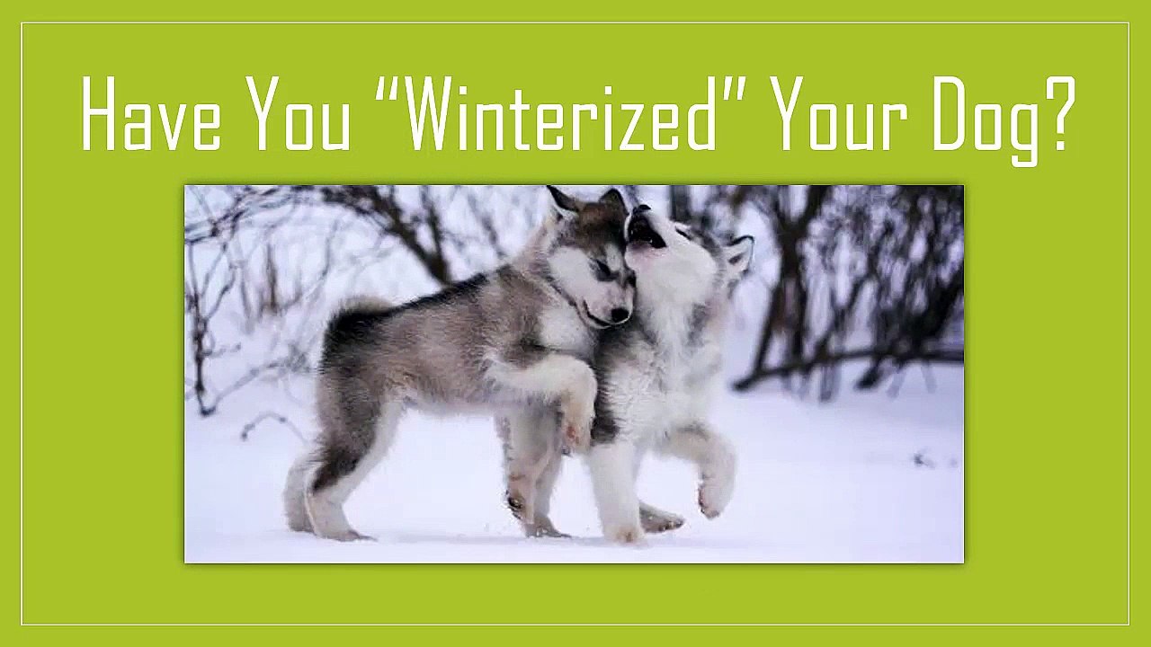 How To "Winterized" Your Pomsky