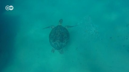 Caretta Carettaların yaşam riski artıyor