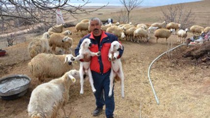 Sertifikalı Çobanlar Sürü Sahibi Oldu