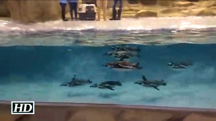 Tiny Colony of Humboldt Penguins in Mumbai Zoo