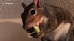 Lexi the pet squirrel finds avacado 'finger-licking good'