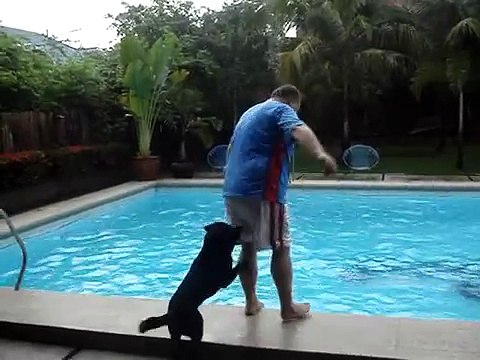Découvrez l’activité principale de ce chien quand les gens se mettent au bord de la piscine