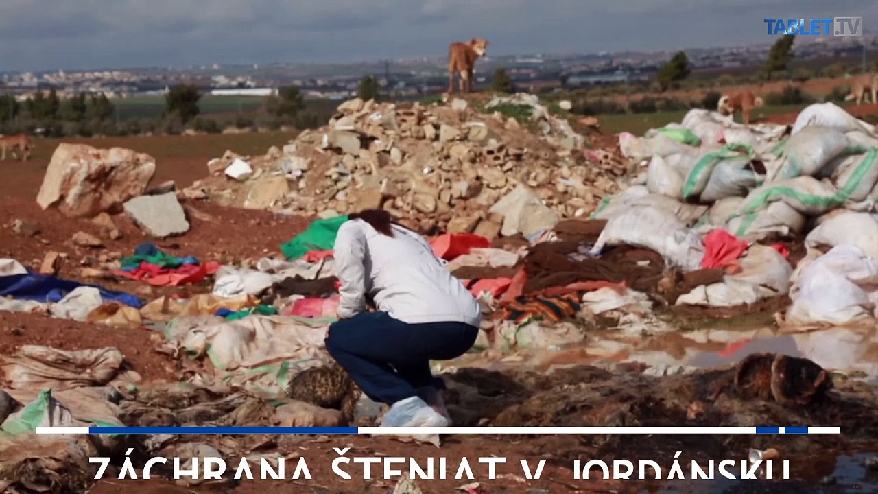 V Jordánsku zachraňujú šteňatá túlavých psov