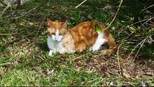(2) Ce chat à deux pattes qui profite à fond de la vie malgré son handicap...