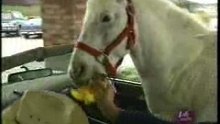 PATCHES THE HORSE