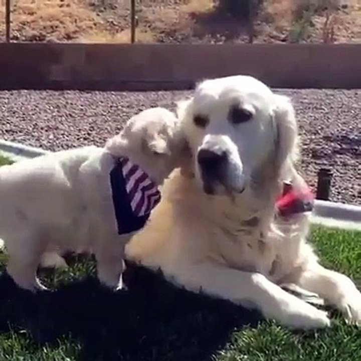WORLD BEAUTIFUL DOG