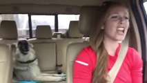 Regardez la réaction de ce berger allemand qui entend sa chanson préférée dans la voiture...