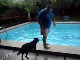 Après le chien sauveteur voici le chien qui te pousse à l'eau...