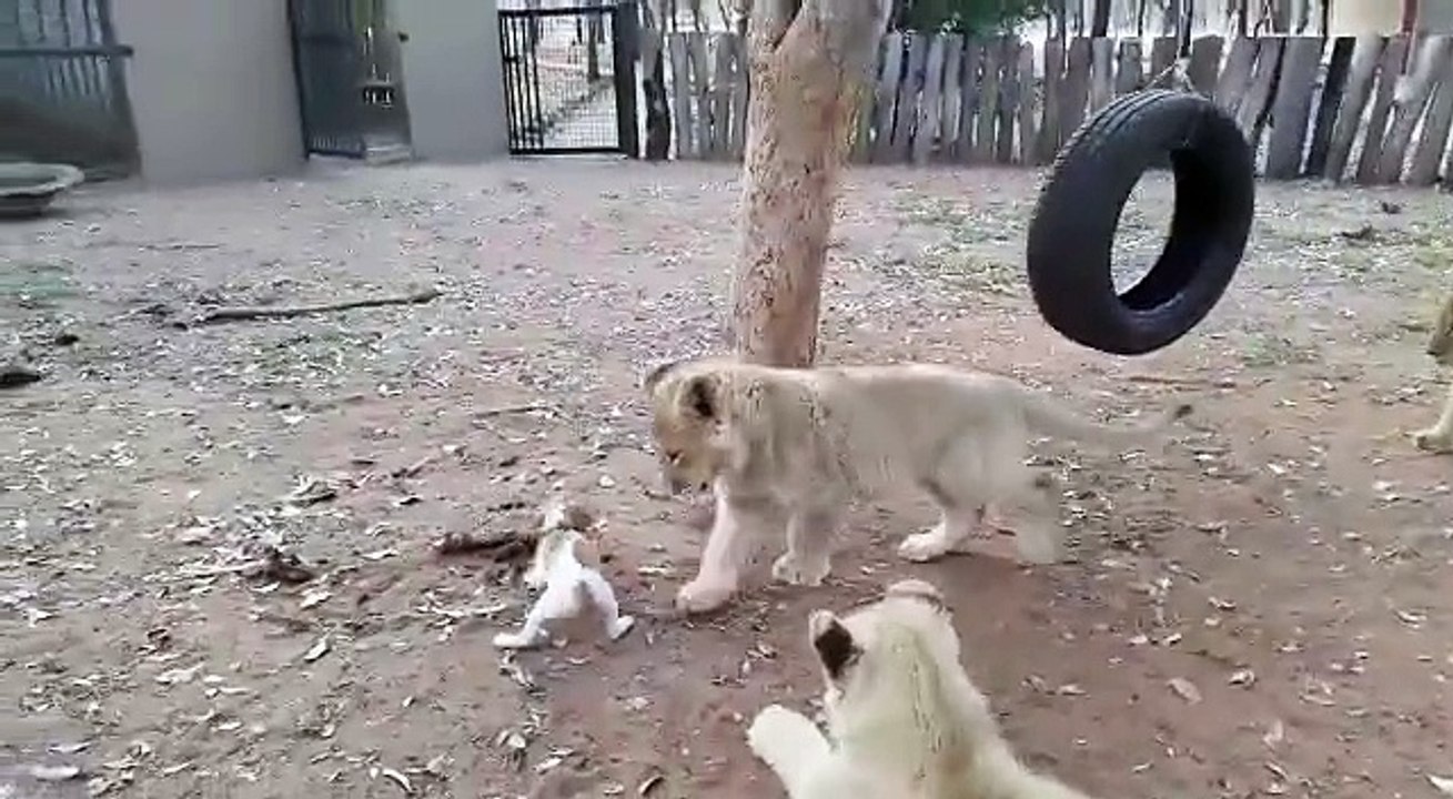 Animals Videos - Size Does Not Matter...♥