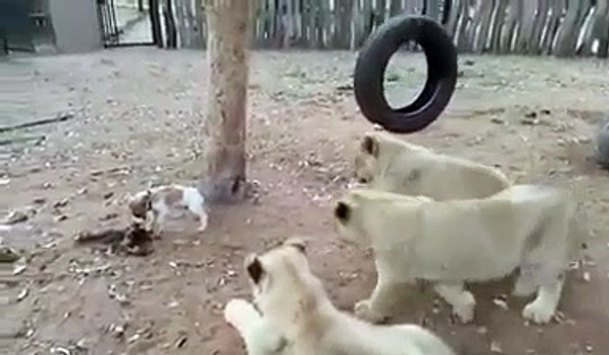 A Brave Puppy