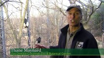 Andean Condor - Cincinnati Zoo