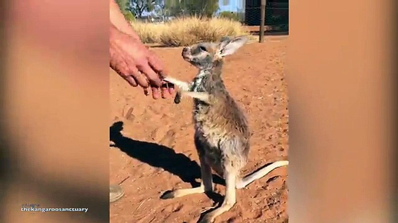 Kangaroo enjoys cuddle time at Alice Springs sanctuary _2017
