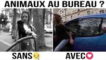 Pourquoi vous devriez amener votre animal au bureau...