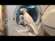 Clean-Conscious Cockatoo Helps With the Laundry