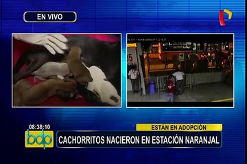Independencia: perrita alumbra a ocho cachorritos en estación del Metropolitano