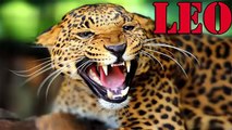 Leopard Hunts Dog - Wild Animals Attack And Kill Dog - lion and tiger friendship
