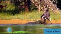 Real ! Animals Attack Crocodile Vs Human Crocodile Attack lion, Elephant, tiger, anaconda