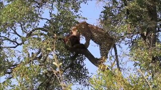 Leopard Kills Warthog Best Predator Compilation HD Most Amazing Wild Animal Fight.