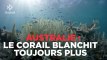Australie : la Grande Barrière de corail blanchit toujours plus