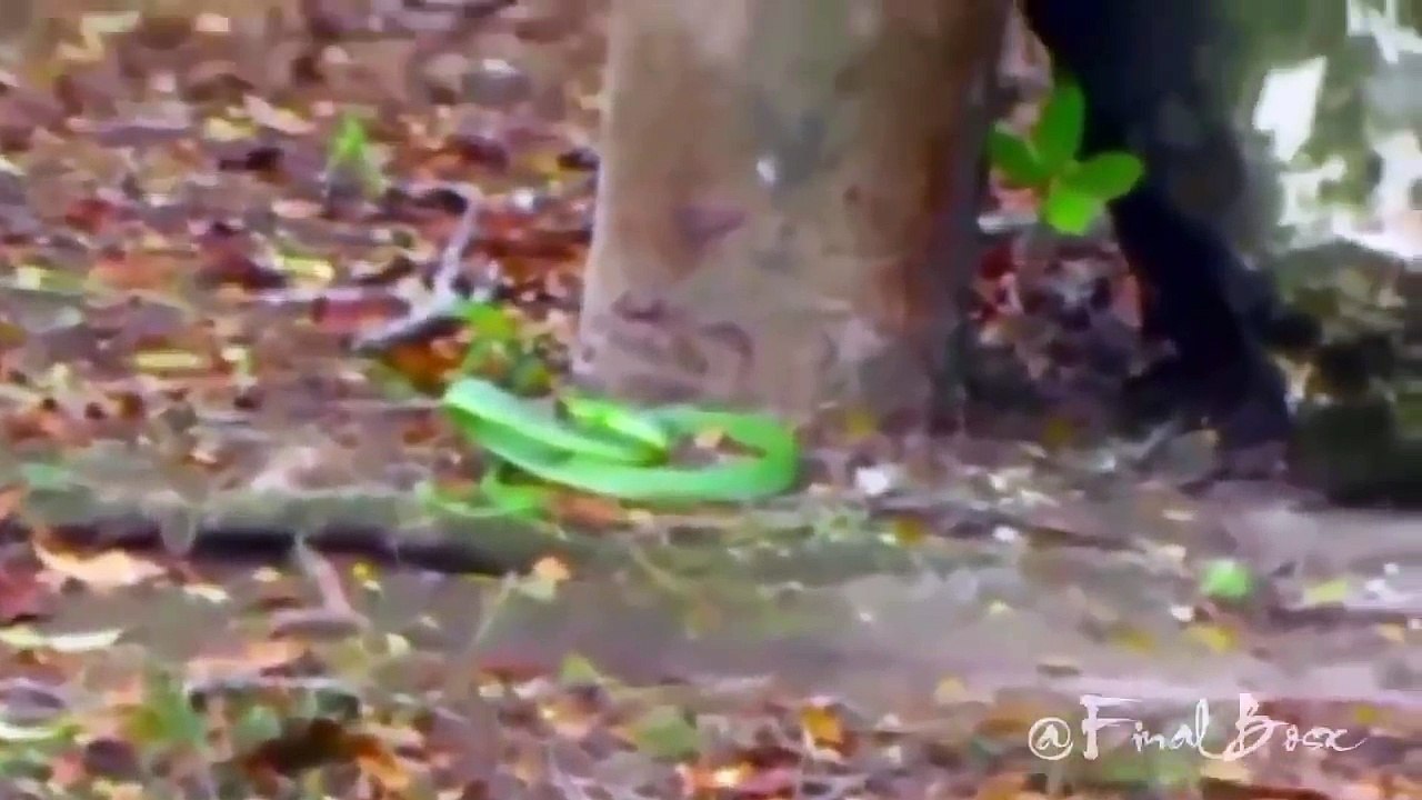 Eagle vs Snake - Woodpecker vs Snake - Animal Fight Compilation New Video !