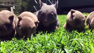 The world's cutest baby wombat -lion and tiger difference,lion and tiger dance
