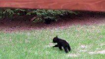 Bear cubs player battles. Very cute.lion and tiger child,lion and tiger circus