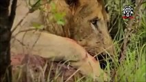 Animals Real Fight Lion vs Elephant Lion vs Hyena Lion vs Buffalo   Big Battle