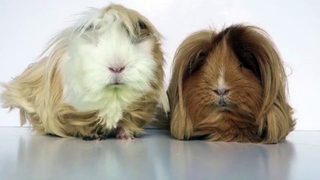 بالفيديو.. الدلع أرزاق .. أرنبان لكن من النجوم وبقصة شعر مميزة