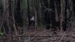 Two kangaroos caught fighting in the woods - their reaction is priceless!