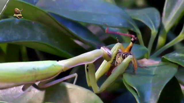 Incríveis Ataques de animais selvagens #104g, Batalha de animais selvagens, Batalha animal, curiosidade animal, Animais