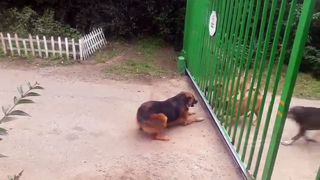 Séparés par un portail, ces chiens enragés sont sur le point de se battre, mais regardez ce qui se produit lorsque celui