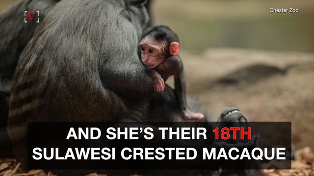 Check Out This Cute Baby Endangered Monkey