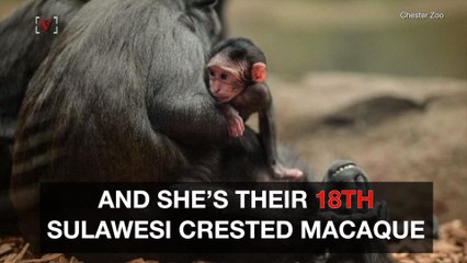 Check Out This Cute Baby Endangered Monkey