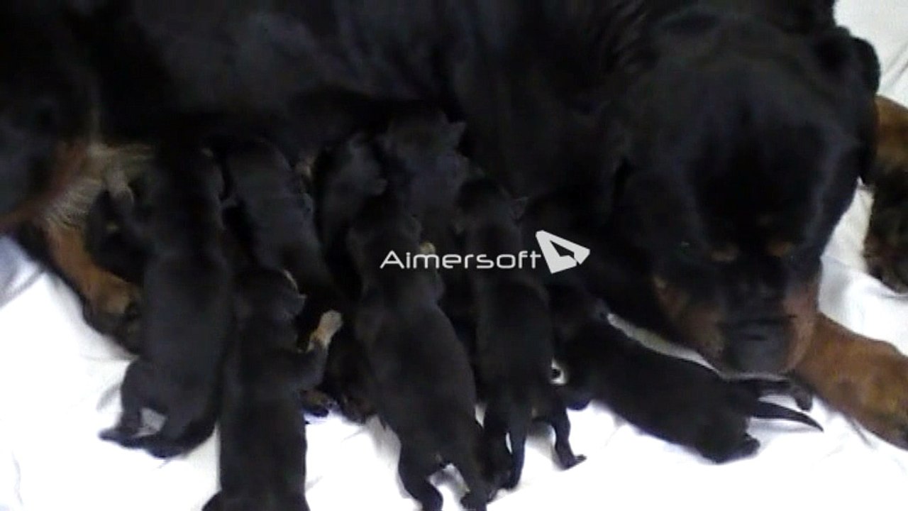 Chiots rottweilers de Flute Du Bon Limier & CH. Medal Of Honor Hades