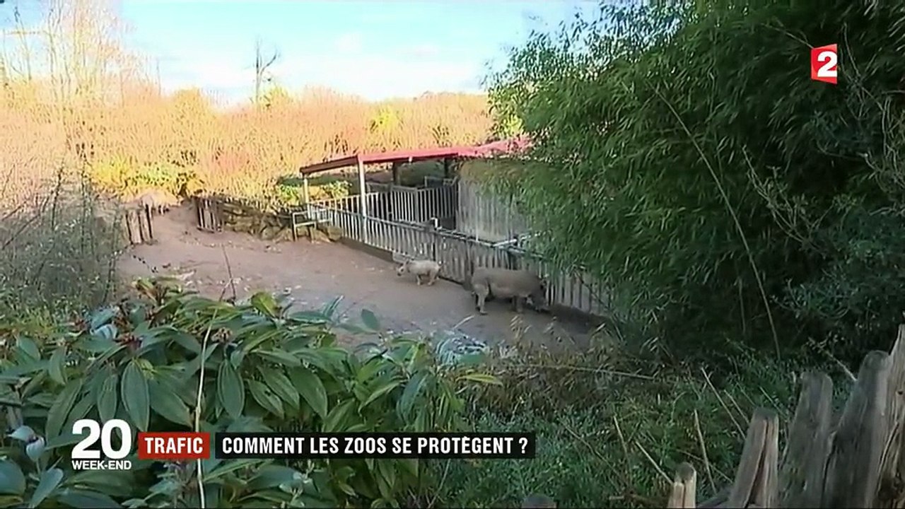 Trafic : comment les zoos se protègent ?