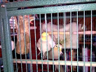 Cockatiel Having Sex Then Whistling " Whistle While You Work"