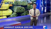 Petugas Gagalkan Penyelundupan 200 Kg Ganja di Pelabuhan Bakauheni