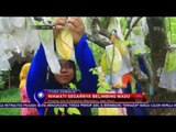 Petik Belimbing Langsung di Kebunnya  - NET 10