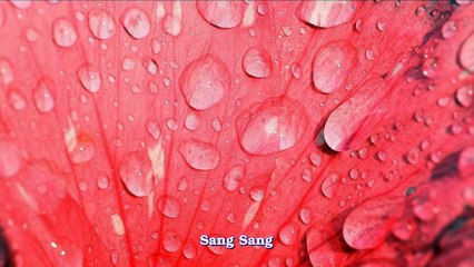 Free Video Background Rose And White Silk Wedding Curtains