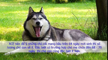 Hướng Dẫn Chăm Sóc Chó Alaska Mang Bầu Và Nuôi Con