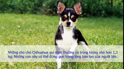 Phân biệt chihuahua và chihuahua lai phốc