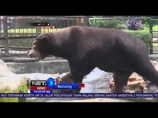 Kelebihan Berat Badan, Beruang Madu Ini Harus Jalani Diet - NET 12